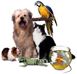 PETS-HOME AND GARDEN CYPRUS ΚΑΤΟΙΚΙΔΙΑ